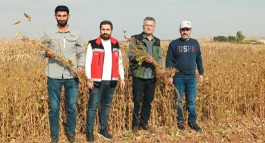 Suruç'ta alternatif ürün soya fasulyesinin hasadı yapıldı