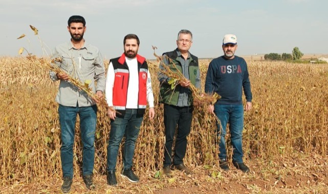 Suruç'ta alternatif ürün soya fasulyesinin hasadı yapıldı
