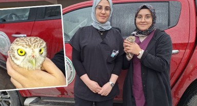 Urfa’da kukumav kuşu yaralı halde bulundu!