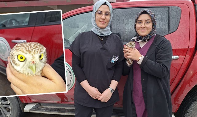 Urfa’da kukumav kuşu yaralı halde bulundu!
