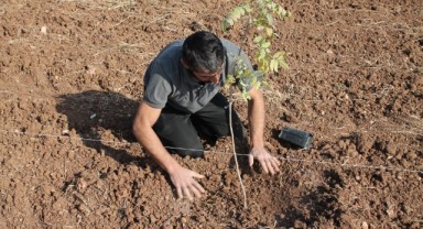 Urfa Fıstığı, Mardin'de genişlemeye devam ediyor