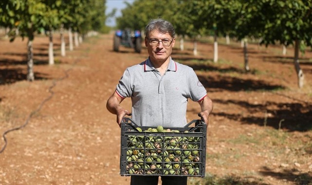 Yıllar sonra döndüğü memleketinde ceviz işleme tesisi kurdu