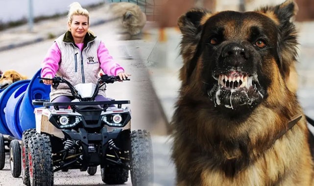 Hasta köpekleri Şanlıurfa'dan Ankara'ya taşımıştı; Tutuklandı