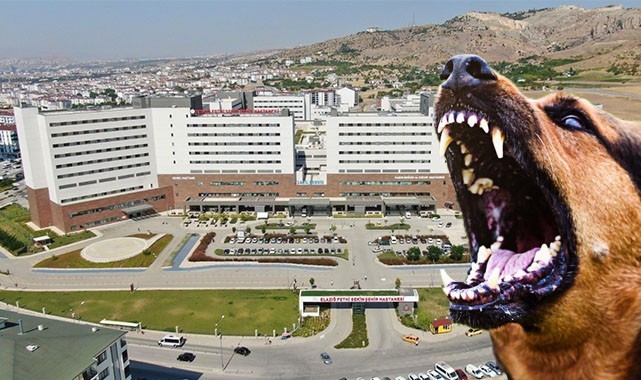 Urfa'da kuduz hastalığına yakalanan çocuk can verdi
