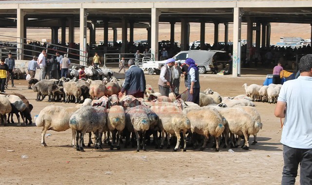 Şanlıurfa'da Şap Hastalığı paniği! İnsanlara bulaşır mı? Etli çiğköftede tehlike var mı?