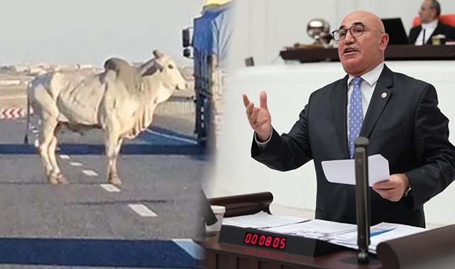 Şap hastalığını anguslar mı getirdi? Vekil Tanal sordu