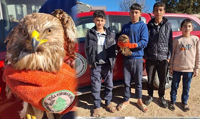 Suruç’ta örnek davranış: Yaralı Kızıl Şahin tedavi altında!