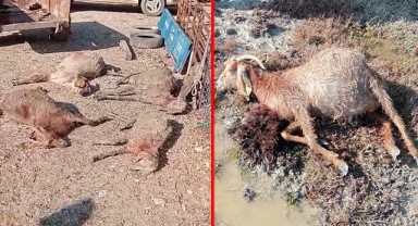 Mersin'de köpekler dehşet saçtı! Gebe 26 hayvan telef oldu