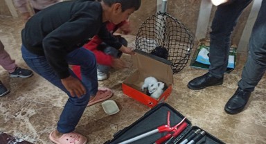 Şanlıurfa’da kedi kurtarma operasyonu!