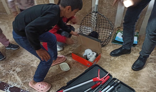 Şanlıurfa’da kedi kurtarma operasyonu!
