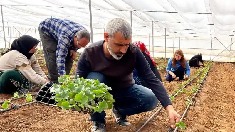 Şanlıurfa’da Seracılıkta Yeni Dönem: Sebze Fideleri Toprakla Buluştu