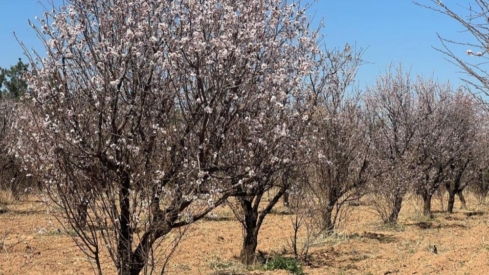 Ceylanpınar'da baharın habercisi ağaçlar çiçek açtı!