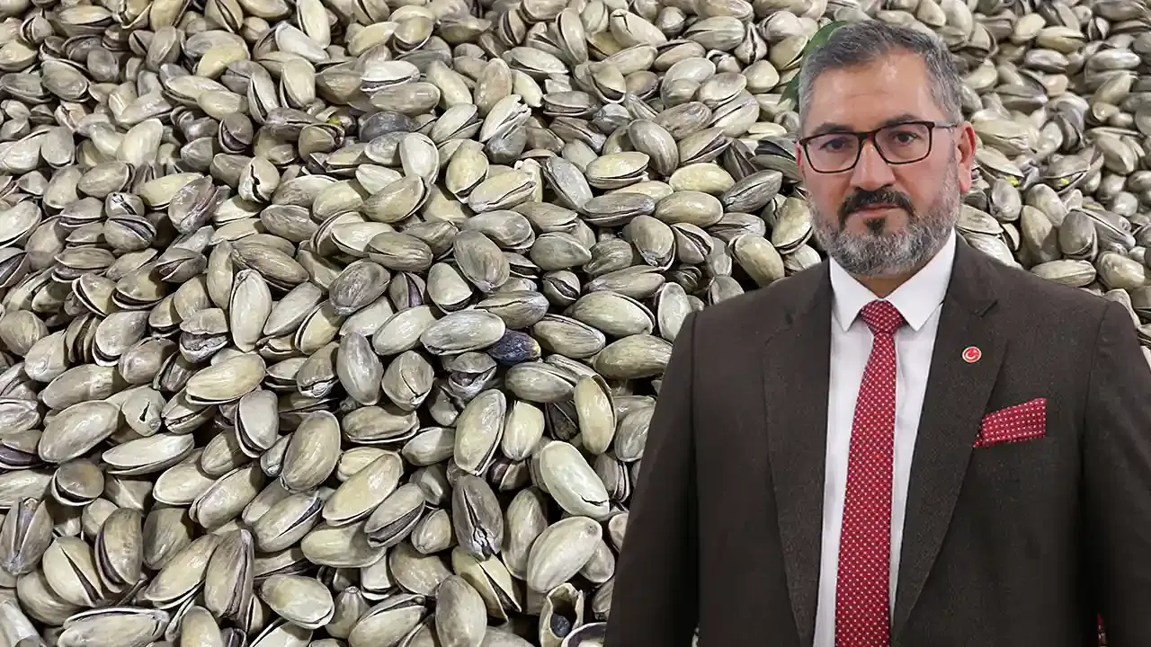 Şanlıurfa'da budanan fıstık dalları gübreye dönüşecek
