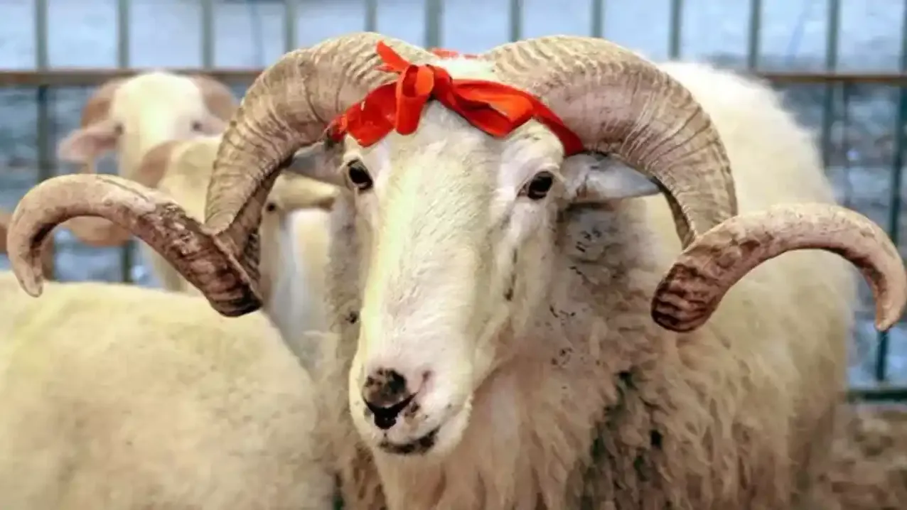 Kurban bayramı ne zaman, kurbanlık fiyatları belli oldu mu?