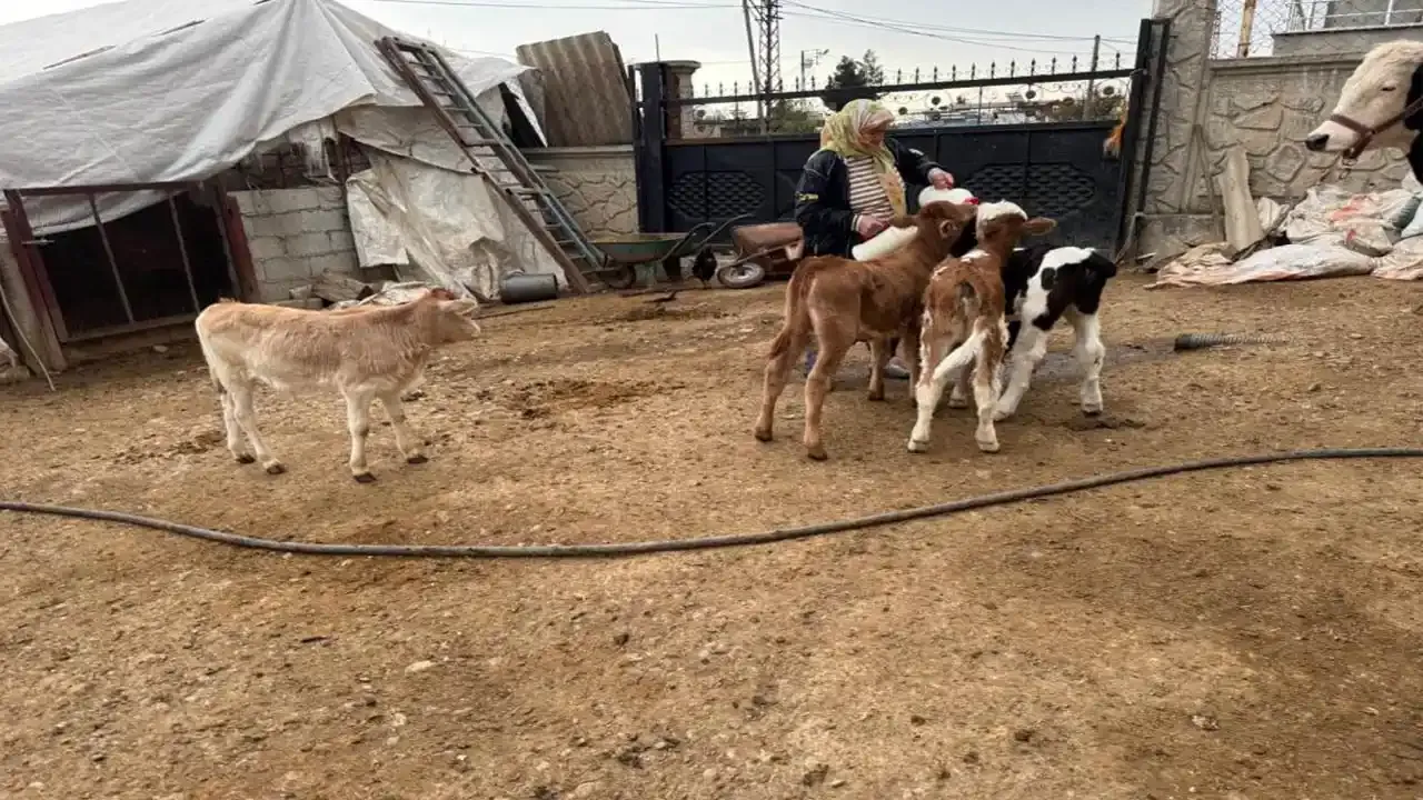 Silvan'da onlarca inek çalındı, yavrular annesiz kaldı!