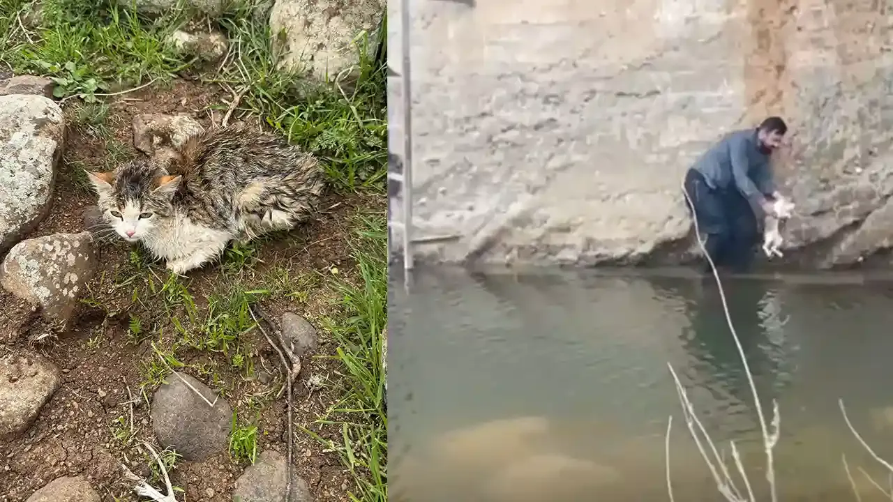 Siverek'te bir vatandaş kediyi dereden kurtardı! İşte o an