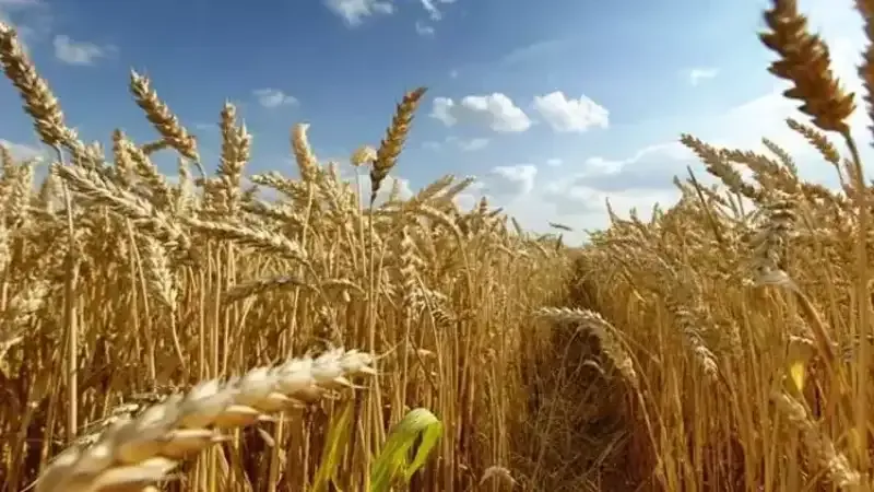 Tarım ÜFE martta aylık bazda yükseldi!