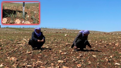 Şanlıurfa’da kuraklık felaketi: “Hasat yok, hayvanlar aç, borç çok”