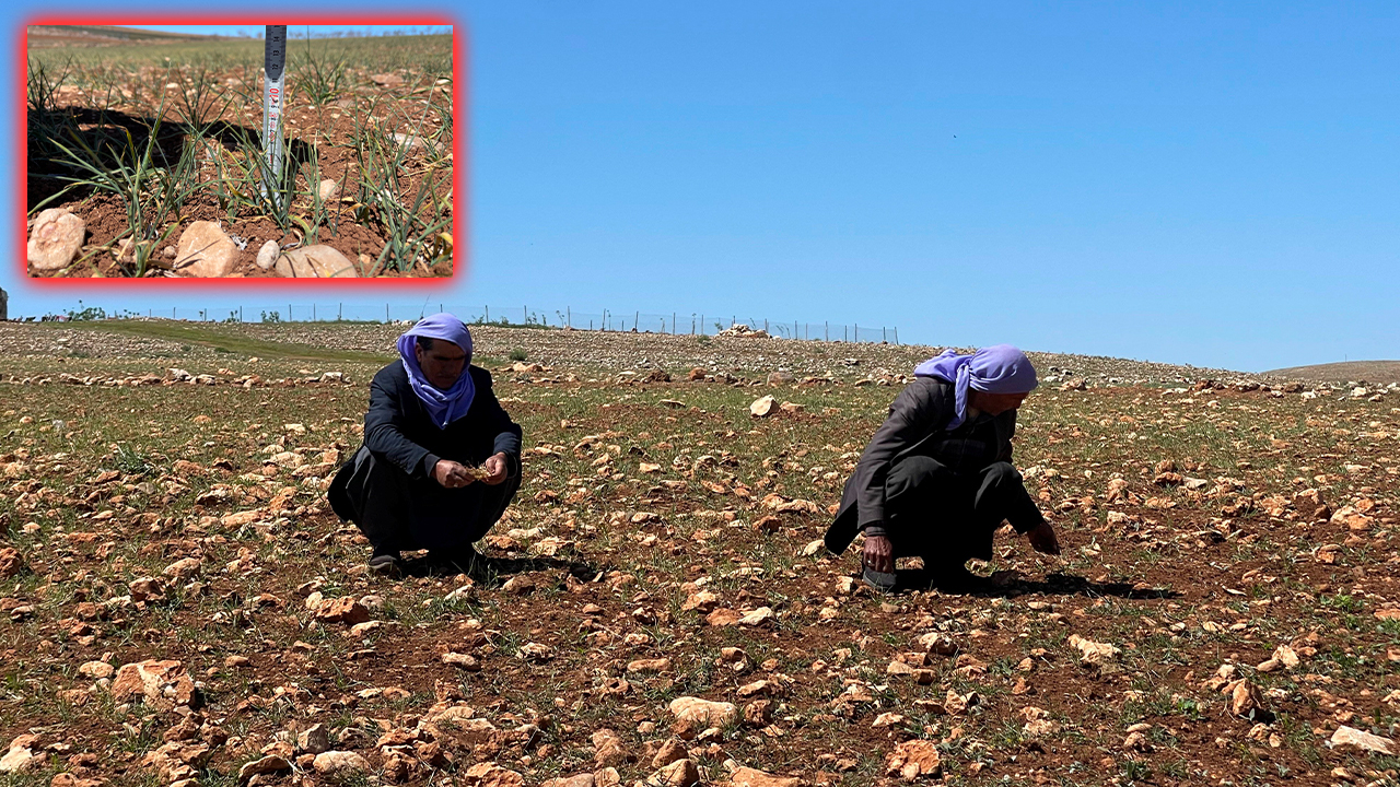 Şanlıurfa’da kuraklık felaketi: “Hasat yok, hayvanlar aç, borç çok”