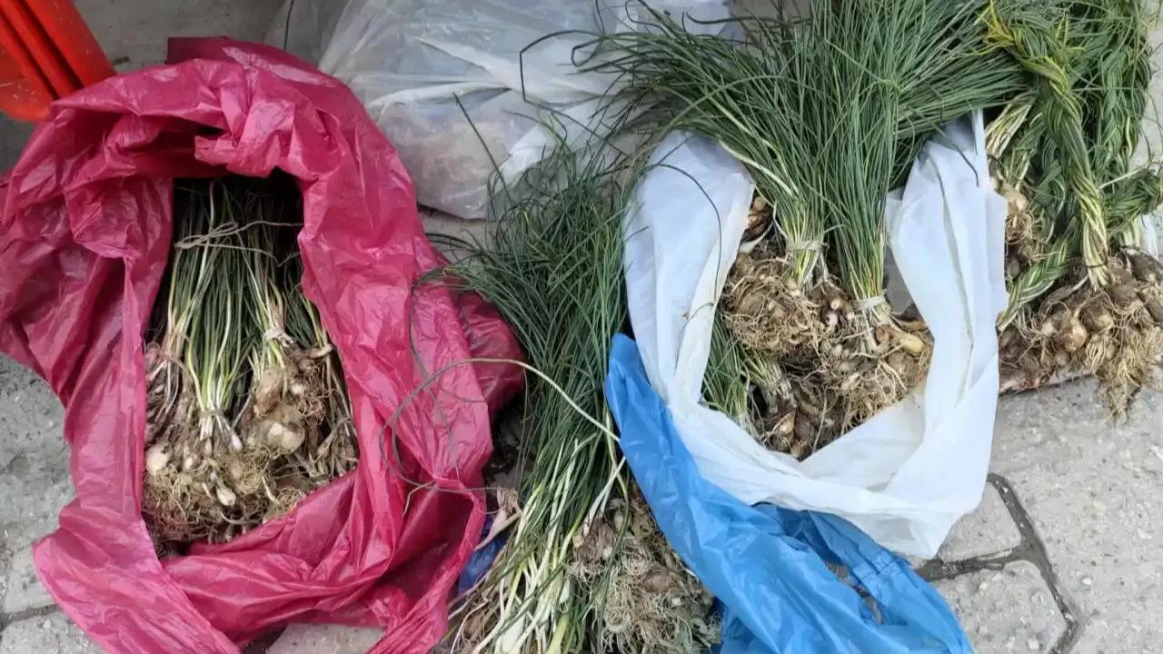 Sason’un sırrı: Kayalıklardan toplanan ot, altın gibi değerli