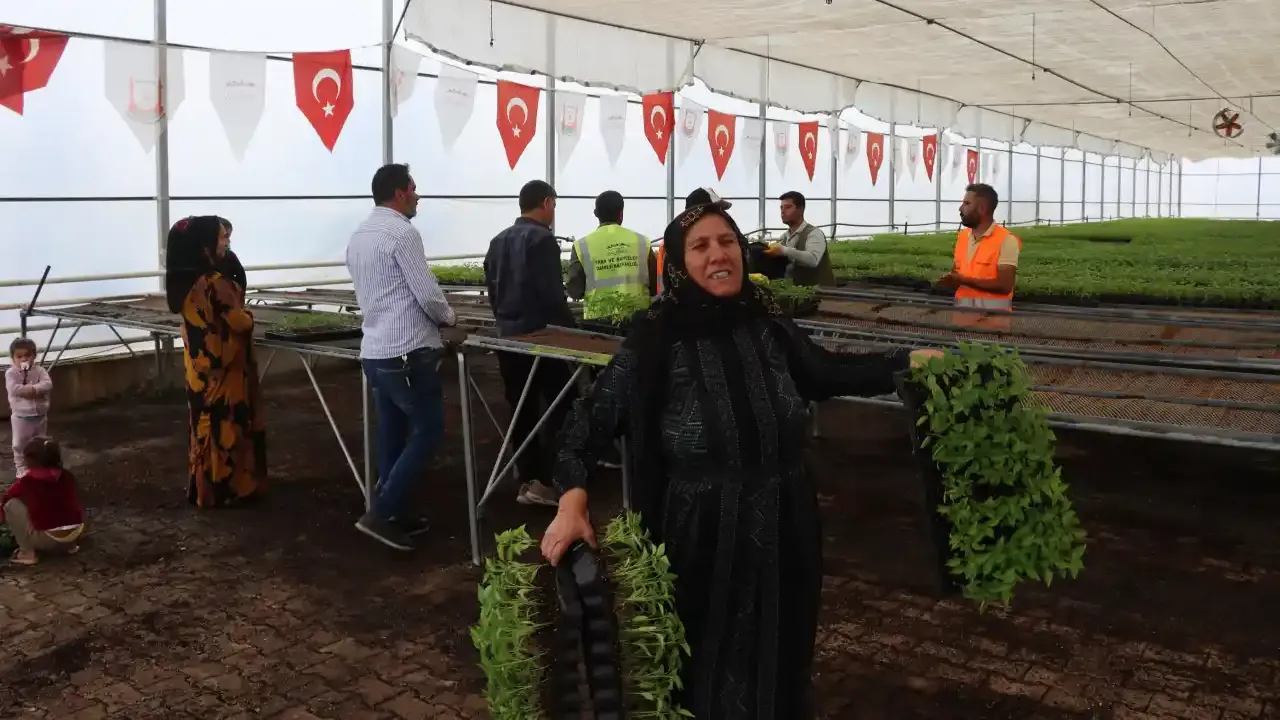 Urfalı çiftçiler kasa kasa Urfa Biberi fideleri götürdü