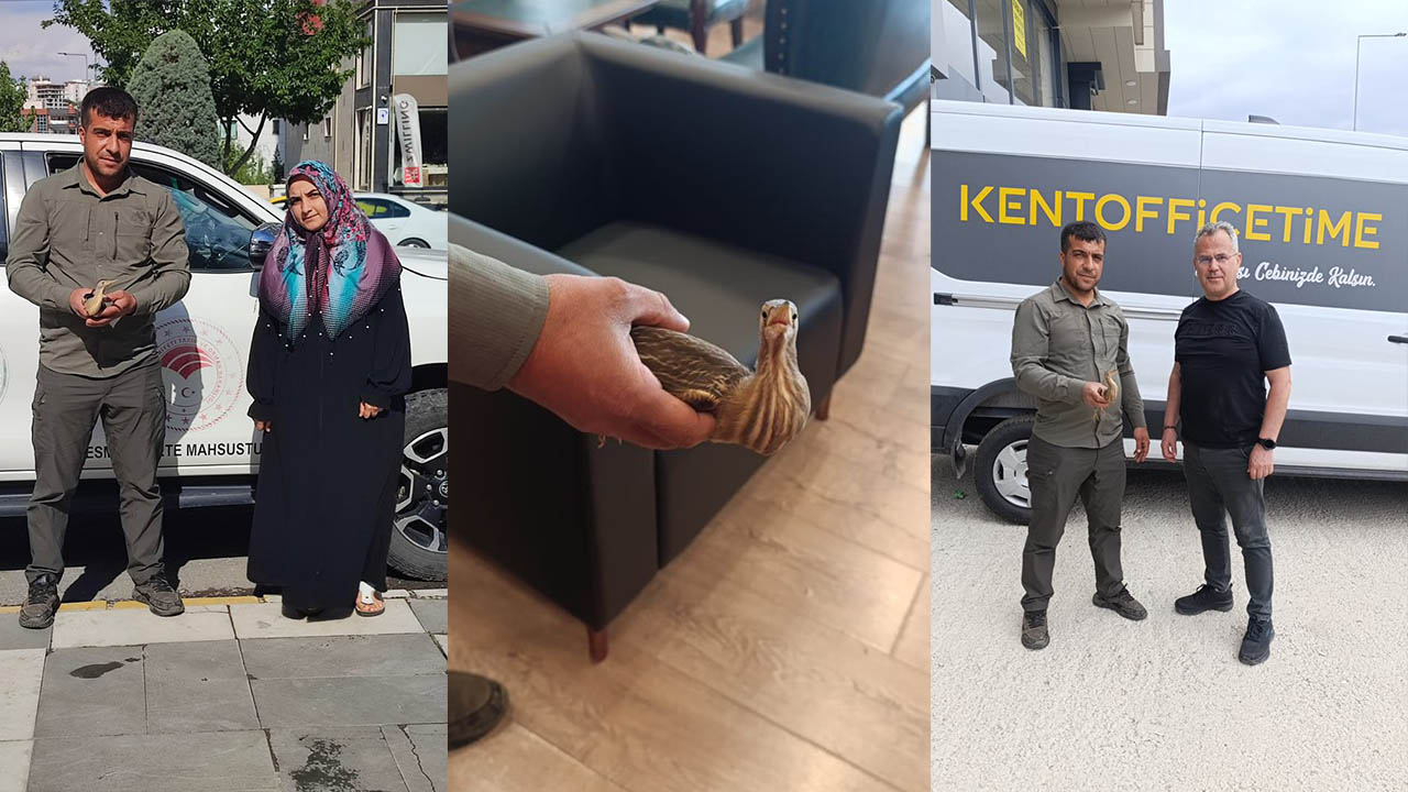 Şanlıurfa’da şefkatle tedavi edildi! Özgürlüğe kanat çırptı