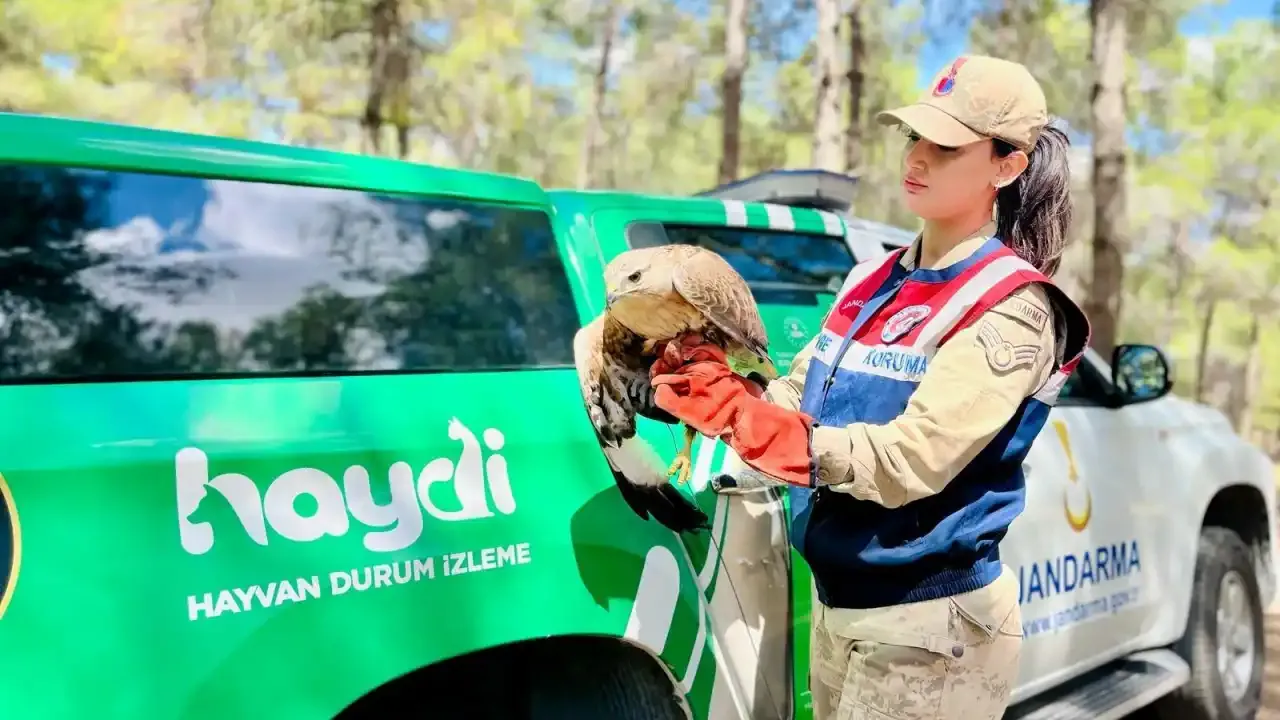 Gökyüzüne dönüş hikâyesi: Viranşehir’de yaralı kartal kurtarıldı