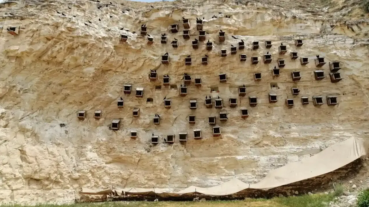 Kelaynak yavrularına fileli koruma! Sadece Birecik’te var