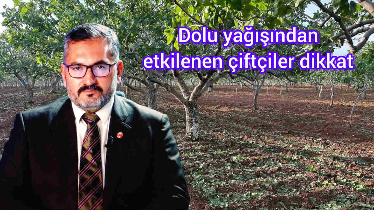 Şanlıurfalı fıstık üreticilerine acil uyarı!