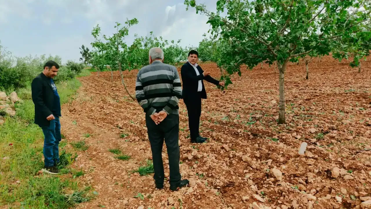 Bozova’yı zirai don vurdu: Fıstık bahçelerinde büyük zarar