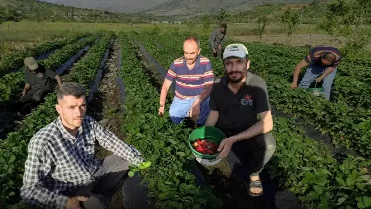 Tutmaz diye tarlasına ekti, şimdi üretim deposu oldu!