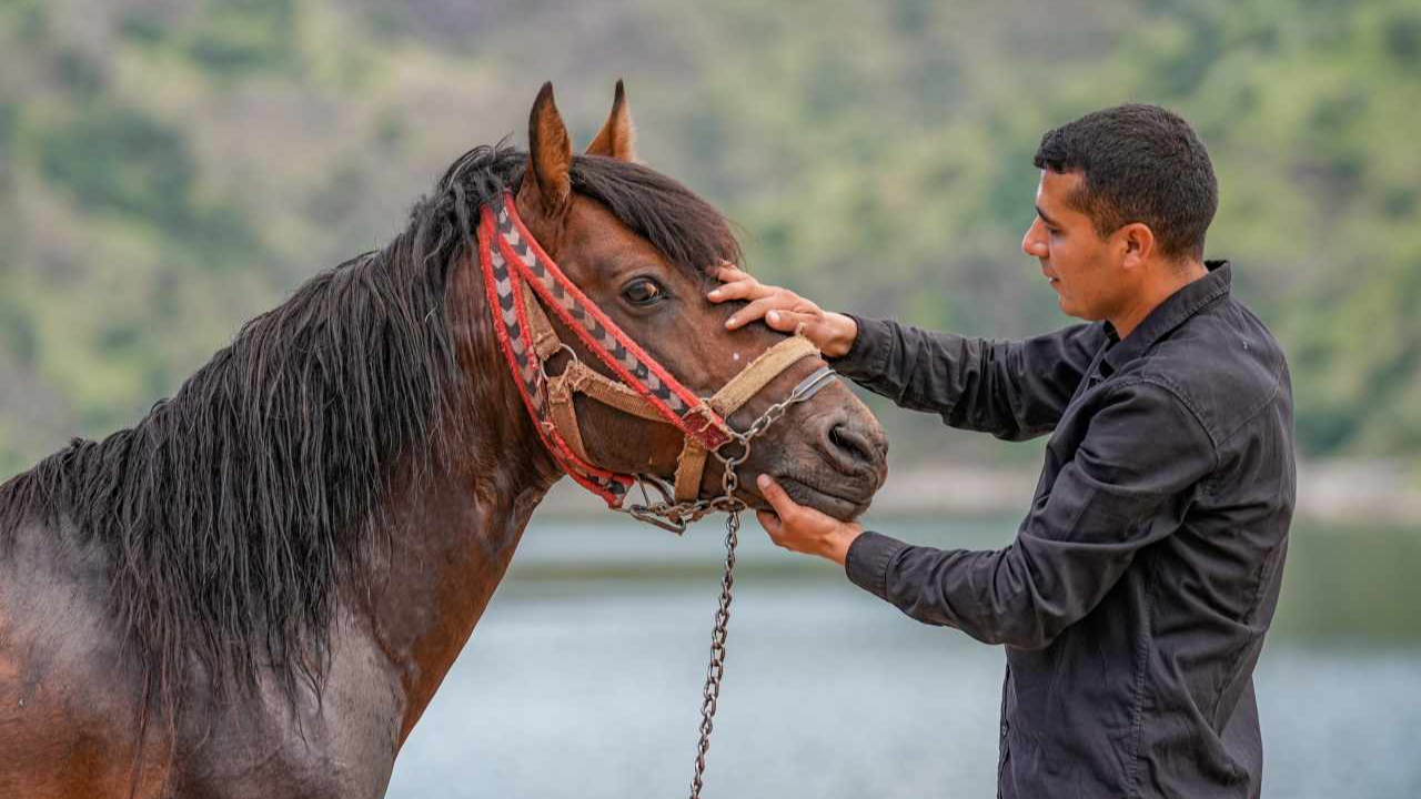 Rahvan atı Fırat Nehri’nde gelişimini arttırıyor