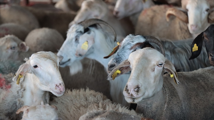 Dikkat! Kurban bağışında "sahte dernek" uyarısı