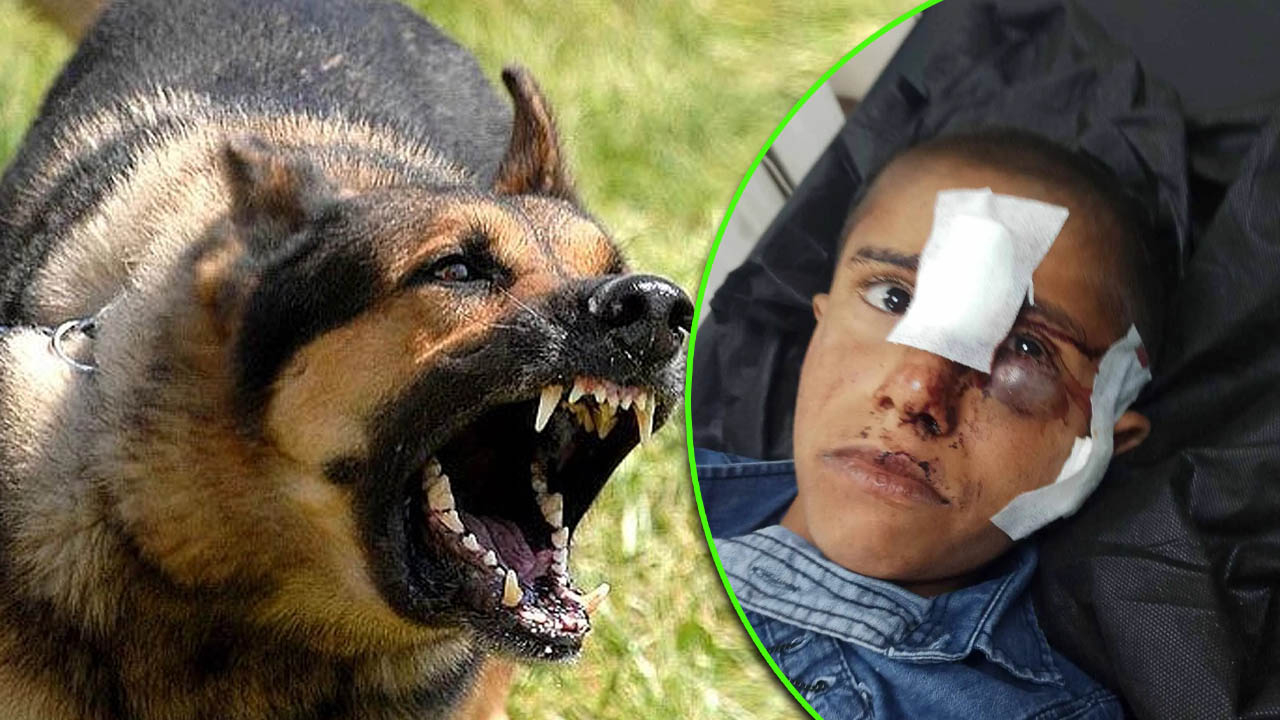 Urfalı mevsimlik işçi Konya’da köpeklerin saldırısına uğradı!
