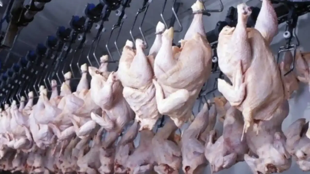 Tavuk eti üretimi aylık bazda yükselişe geçti