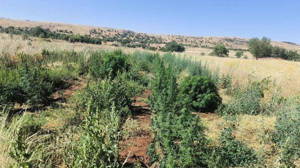 Hazro’da zehire geçit verilmiyor: 22 bin kök kenevir ele geçirildi