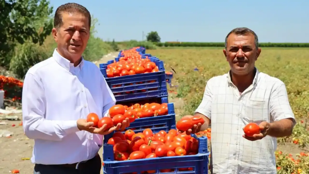 Adana’da domates tarlada kaldı: 3 TL’lik fiyat üreticiyi yaktı!