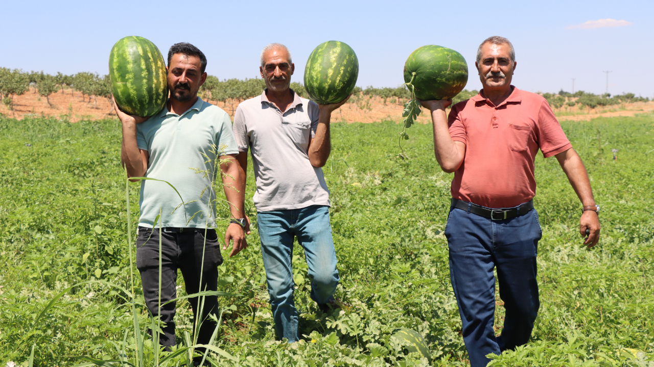 Bu karpuzlar Fırat nehriyle sulandı