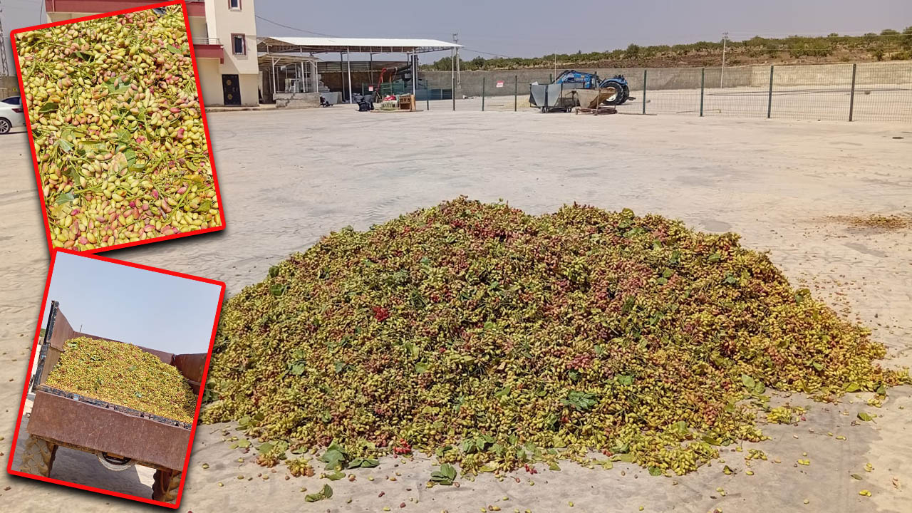 Şanlıurfa’da fıstık krizi: Rekolte dipte, fiyat zirvede