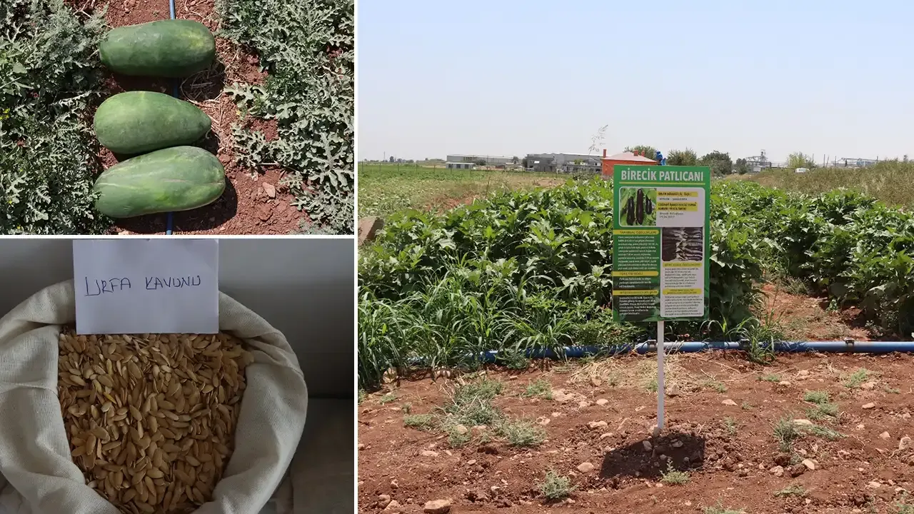 Şanlıurfa’da ata tohumları ile sebzeler üretiliyor