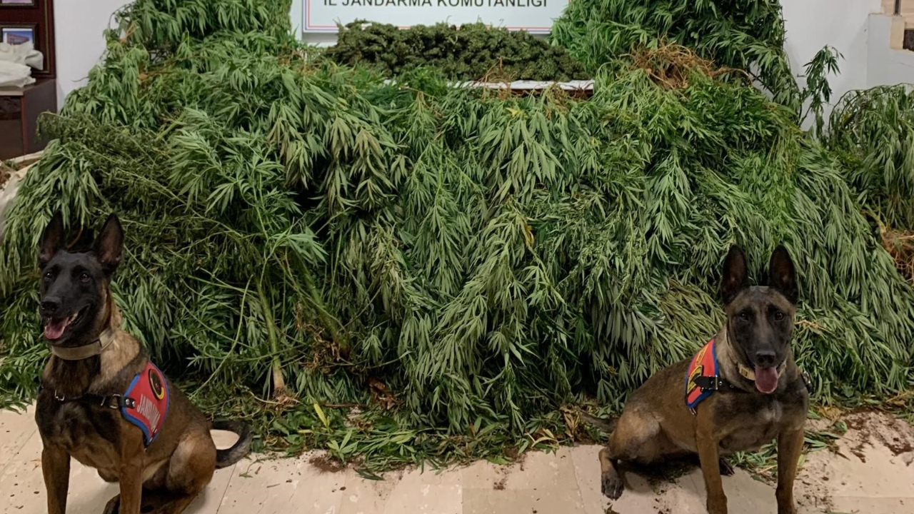 Şanlıurfa’da uyuşturucu operasyonu: 11 Kilo 200 gram esrar ele geçirildi