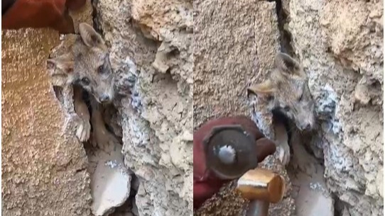 Hakkari'de maden işçileri kaya arasında sıkışan tilkiyi kurtardı