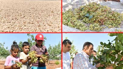 Şanlıurfa’da fıstık hasadı başladı: Vali sahada, bereket yolda!
