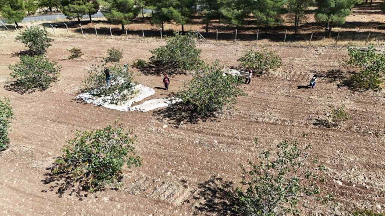 Şanlıurfa'dan sonra Diyarbakır'da fıstık hasadı başladı