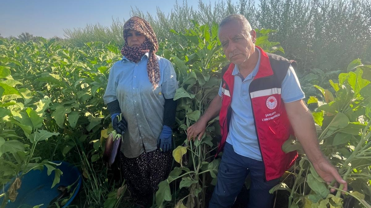 Şanlıurfa’da 5 bin 500 dekarda 27 bin ton Birecik patlıcanı üretildi
