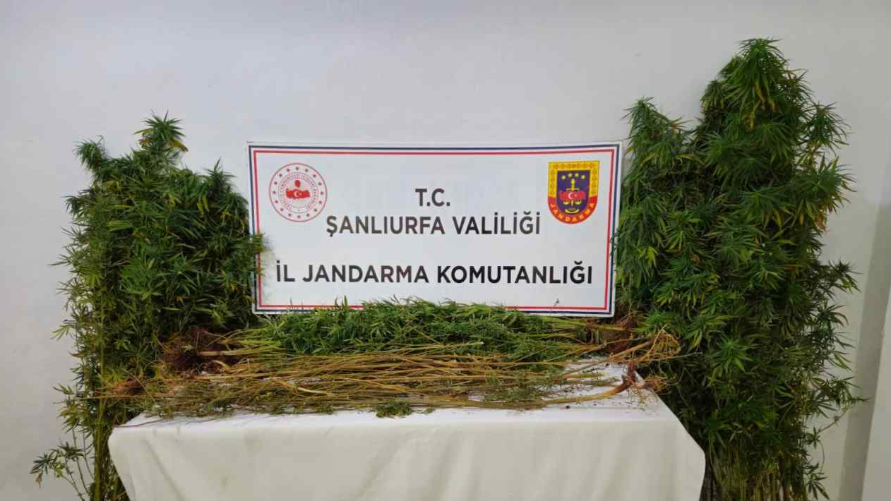 Şanlıurfa’da jandarmadan narkotik operasyonu: 15 şüpheli yakalandı
