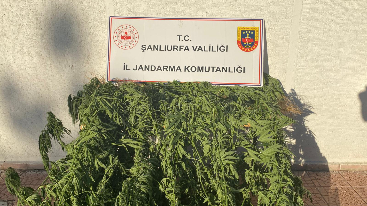Siverek’te kenevir operasyonu: 1 gözaltı