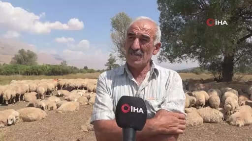"Geçen sene çoban fiyatı 70 bin TL iken bu yıl 130 bin TL'ye çıktı"