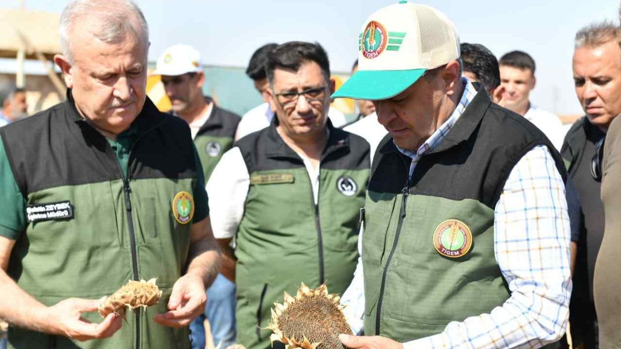 Vali Şıldak, TİGEM’de ayçiçeği hasadına katıldı