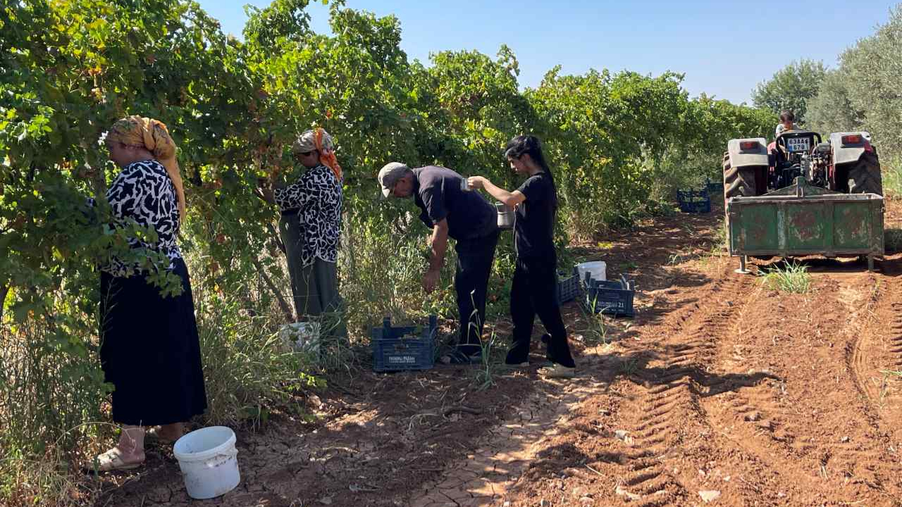 Suruç'ta üzüm pekmezi yolculuğu başladı